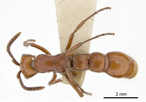 Lioponera clara specimen ANTWEB1008247 image antweb1008247_1