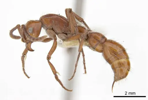 Lioponera clara specimen ANTWEB1008247 image antweb1008247_2