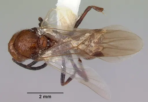 Lioponera clara specimen CASENT0172119 image casent0172119_1