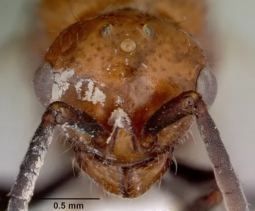 Lioponera clara specimen CASENT0172119 image casent0172119_2