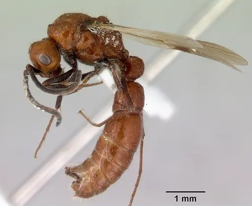 Lioponera clara specimen CASENT0172119 image casent0172119_3