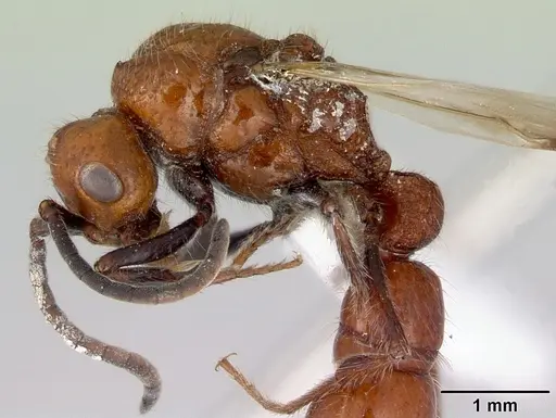 Lioponera clara specimen CASENT0172119 image casent0172119_4