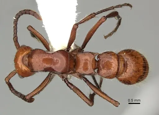 Lioponera clara specimen CASENT0249301 image casent0249301_1