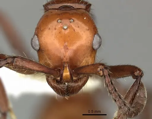 Lioponera clara specimen CASENT0249301 image casent0249301_2