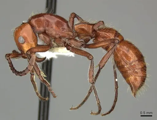 Lioponera clara specimen CASENT0249301 image casent0249301_3