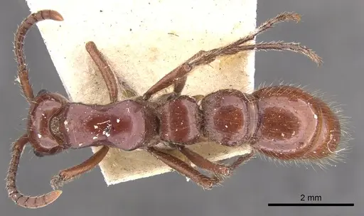 Lioponera clara specimen CASENT0902752 image casent0902752_1