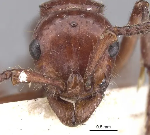 Lioponera clara specimen CASENT0902752 image casent0902752_2