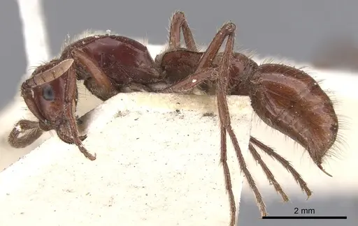 Lioponera clara specimen CASENT0902752 image casent0902752_3