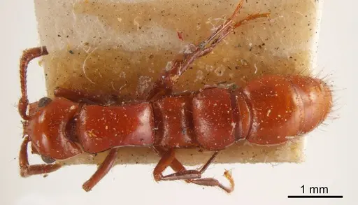 Lioponera clarki specimen ANTWEB1008228 image antweb1008228_1