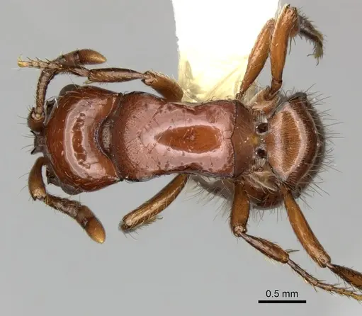 Lioponera clarki specimen CASENT0249290 image casent0249290_1