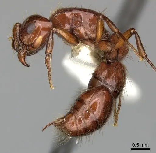 Lioponera clarki specimen CASENT0249290 image casent0249290_3