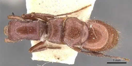 Lioponera clarki specimen CASENT0902750 image casent0902750_1