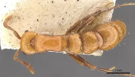 Lioponera clarki specimen CASENT0902751 image casent0902751_1