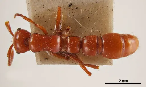 Lioponera constricta specimen ANTWEB1008230 image antweb1008230_1