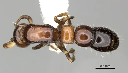 Lioponera elegans specimen CASENT0249293 image casent0249293_1