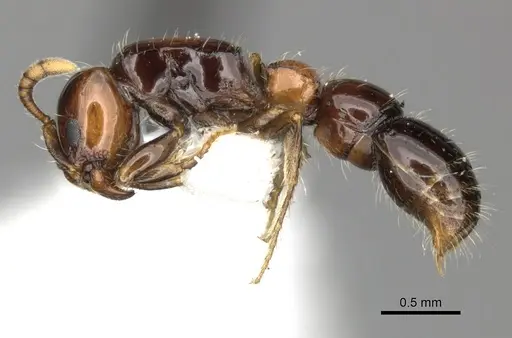 Lioponera elegans specimen CASENT0249293 image casent0249293_3