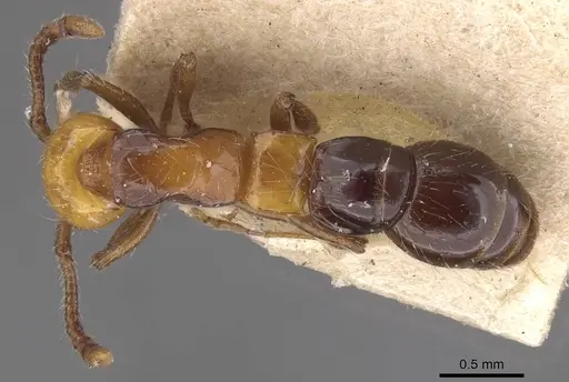 Lioponera elegans specimen CASENT0915333 image casent0915333_1