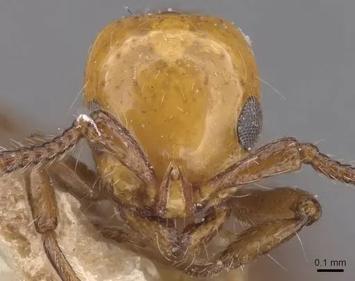 Lioponera elegans specimen CASENT0915333 image casent0915333_2