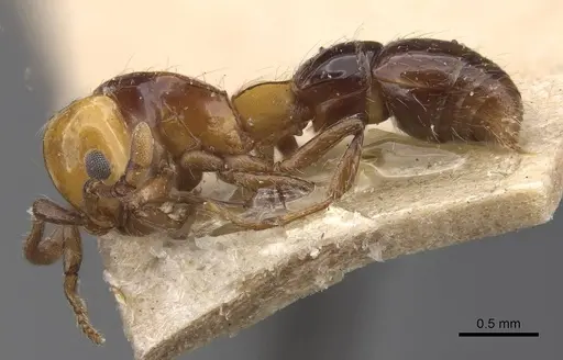 Lioponera elegans specimen CASENT0915333 image casent0915333_3
