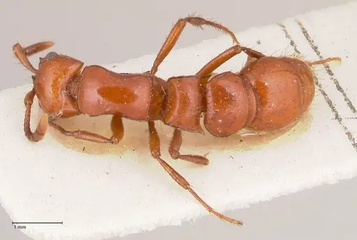 Lioponera emeryi specimen FOCOL0805 image focol0805_1
