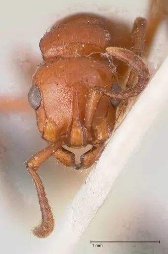 Lioponera emeryi specimen FOCOL0805 image focol0805_2