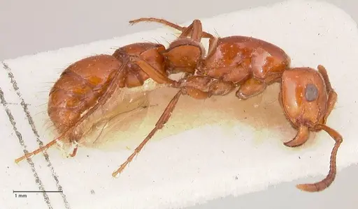Lioponera emeryi specimen FOCOL0805 image focol0805_3