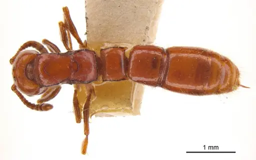 Lioponera fervida specimen ANTWEB1008232 image antweb1008232_1