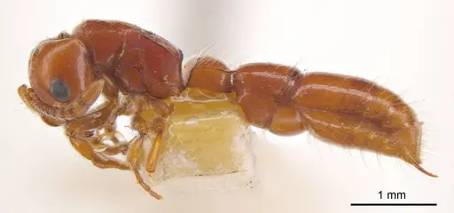 Lioponera fervida specimen ANTWEB1008232 image antweb1008232_2