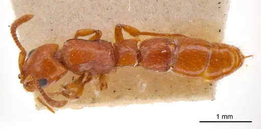 Lioponera fervida specimen ANTWEB1008234 image antweb1008234_1