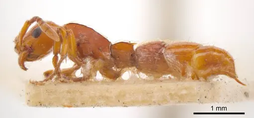 Lioponera fervida specimen ANTWEB1008234 image antweb1008234_2