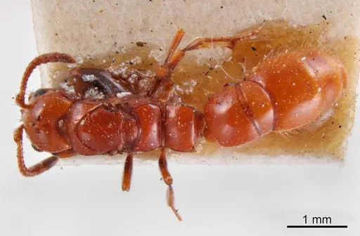 Lioponera fervida specimen ANTWEB1008241 image antweb1008241_1