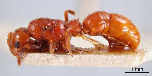 Lioponera fervida specimen ANTWEB1008241 image antweb1008241_2