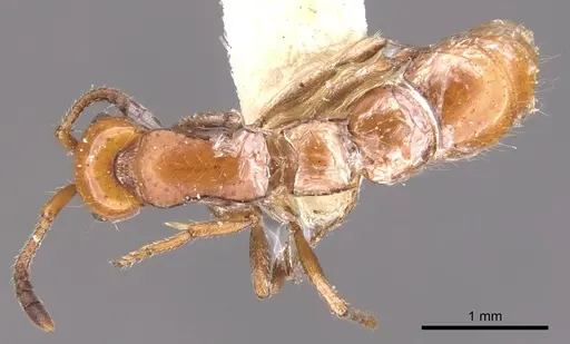 Lioponera fervida specimen CASENT0902760 image casent0902760_1