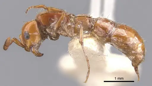 Lioponera fervida specimen CASENT0902760 image casent0902760_3