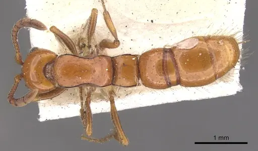 Lioponera fervida specimen CASENT0902761 image casent0902761_1