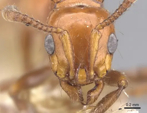 Lioponera fervida specimen CASENT0902761 image casent0902761_2