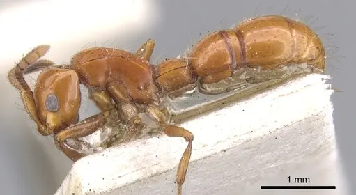 Lioponera fervida specimen CASENT0902761 image casent0902761_3