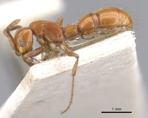 Lioponera fervida specimen CASENT0902761 image casent0902761_4