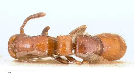 Lioponera fervida specimen FOCOL0810 image focol0810_1