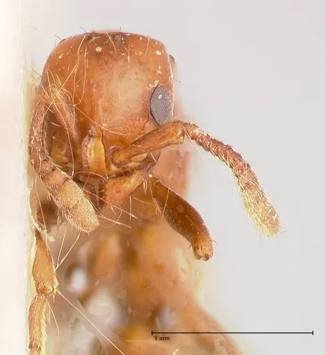 Lioponera fervida specimen FOCOL0810 image focol0810_2