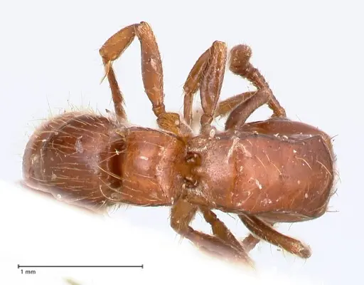 Lioponera fervida specimen FOCOL0811 image focol0811_1