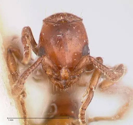 Lioponera fervida specimen FOCOL0811 image focol0811_2