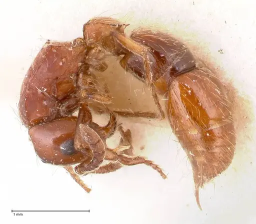 Lioponera fervida specimen FOCOL0811 image focol0811_3