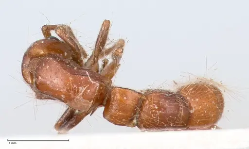 Lioponera fervida specimen FOCOL0812 image focol0812_1