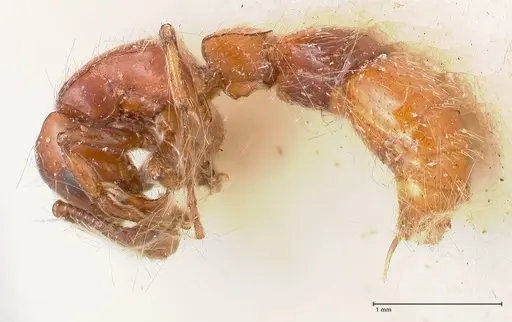 Lioponera fervida specimen FOCOL0812 image focol0812_3