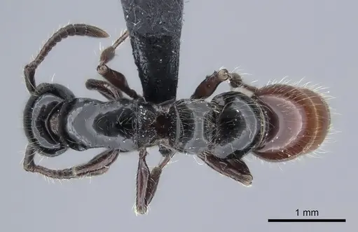 Lioponera ficosa specimen CASENT0217386 image casent0217386_1