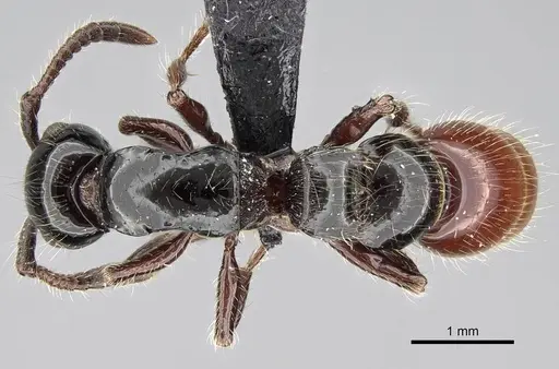 Lioponera ficosa specimen CASENT0217386 image casent0217386_2