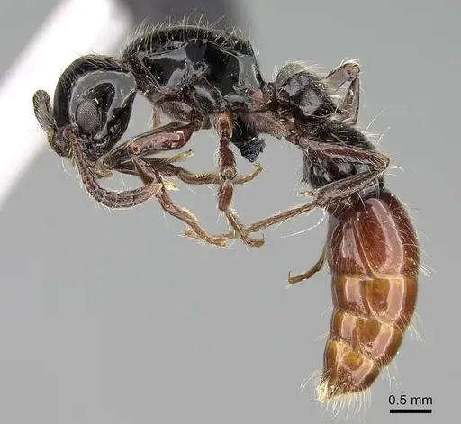 Lioponera ficosa specimen CASENT0217386 image casent0217386_6