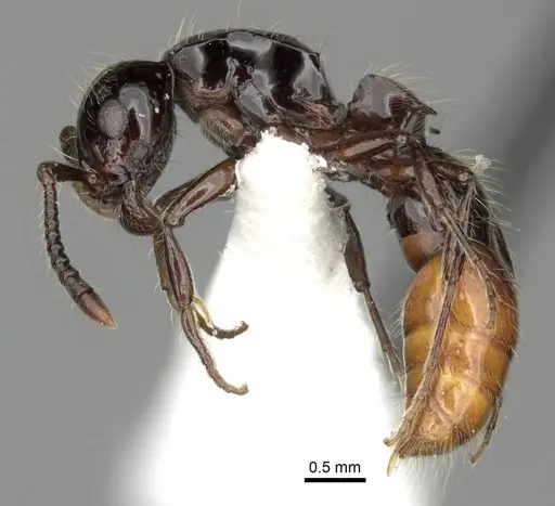Lioponera ficosa specimen CASENT0249294 image casent0249294_3
