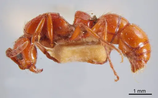 Lioponera flammea specimen ANTWEB1008233 image antweb1008233_2
